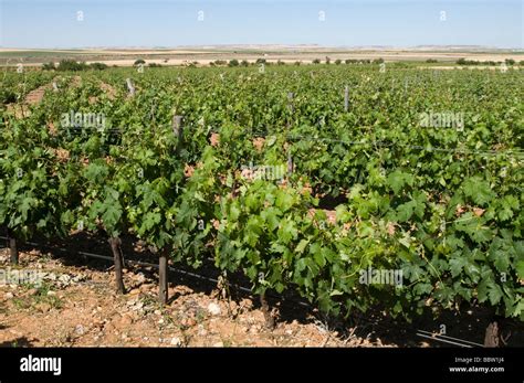 Toro wine region hi-res stock photography and images - Alamy