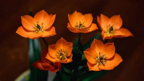 Orange Star Plant (Ornithogalum Dubium): Care and Growing Guide (Pictures)