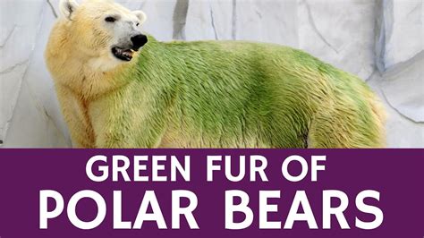 Why Some Polar Bears Turn Green – Animal Facts and Data - YouTube