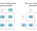 Mastering Biology Chp. 14 HW Flashcards | Quizlet