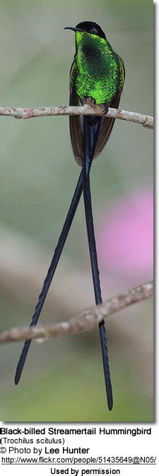 Hummingbird Species found in Jamaica | Hummingbird, Black bird, Birds