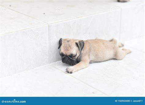 Sleeping cute Pug stock photo. Image of baby, lazy, growth - 156943600