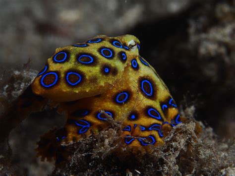 Greater blue-ringed octopus l Deadly Beauty - Our Breathing Planet