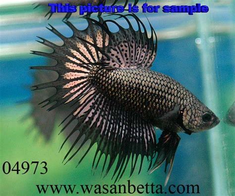 Betta Fish - Betta Fish Photo (34361969) - Fanpop