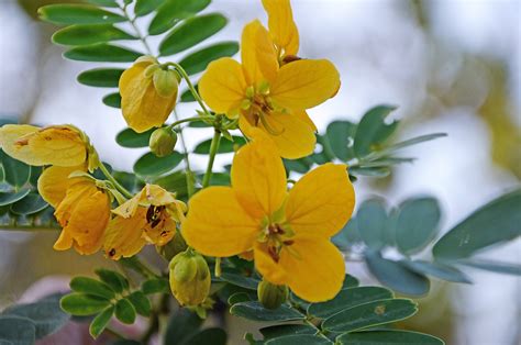 Yellow Cassia - Hoot Acre Farm