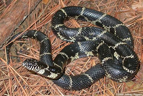 Eastern Kingsnake (Lampropeltis getulus)