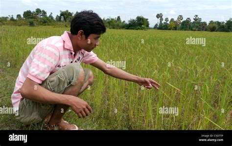 CAMBODIA Farmer in rice field with poor harvest due to drought Stock Photo - Alamy