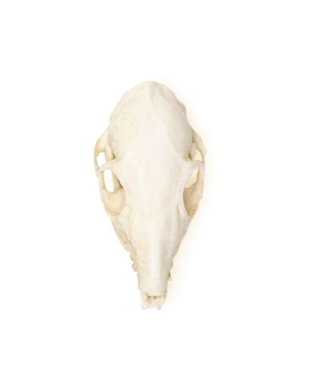 Tree Shrew Skull Replica