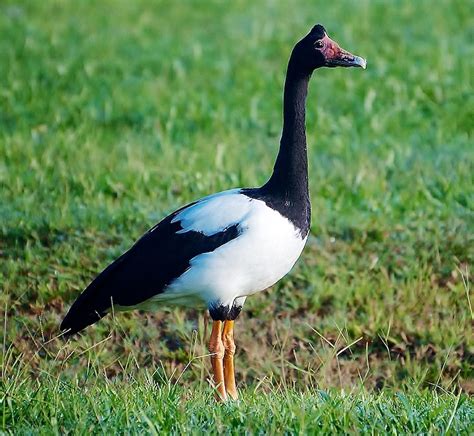 Birds of the World: Magpie goose