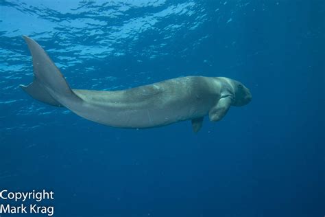 Things You Never Knew: 8 Facts about the Dugong - Murex Dive ResortsMurex Dive Resorts