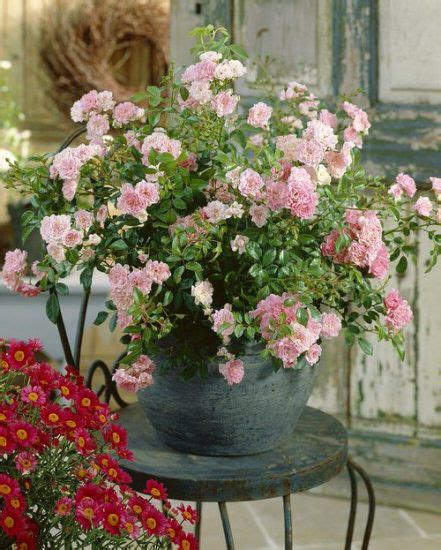 35 Mind Blowing Pictures of Roses in Pots | Balcony Garden Web