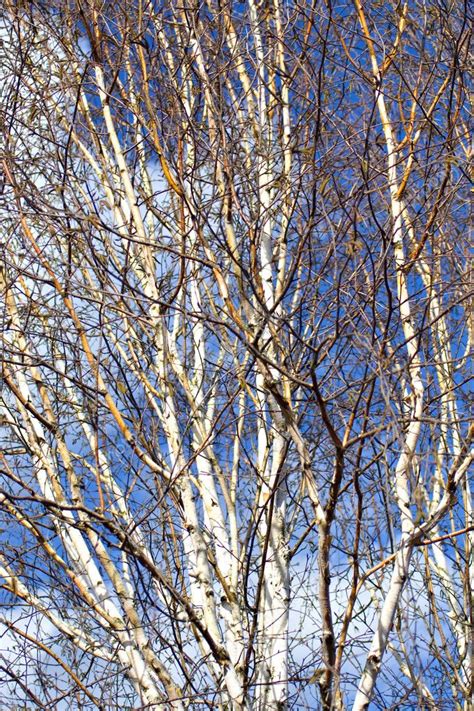 Silver birch branches — Stock Photo © Clivia #1737385