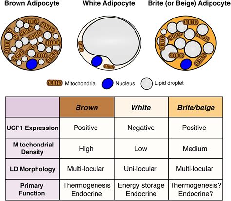 Brown Adipose Connective Tissue