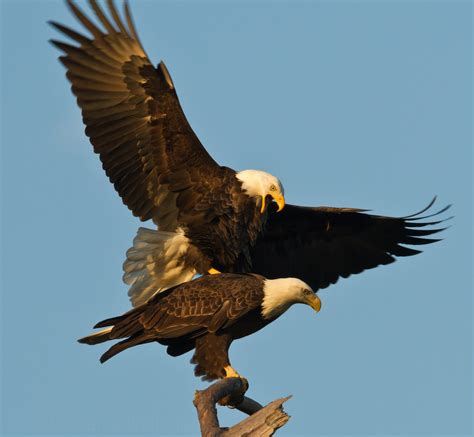 File:Dan Pancamo Baytown Bald Eagles Fall 2010-1.jpg - Wikimedia Commons