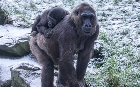 Belfast Zoo animals enjoy first snow of 2024