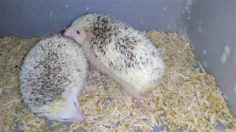 Hedgehog 101 (Breeding Time) - YouTube