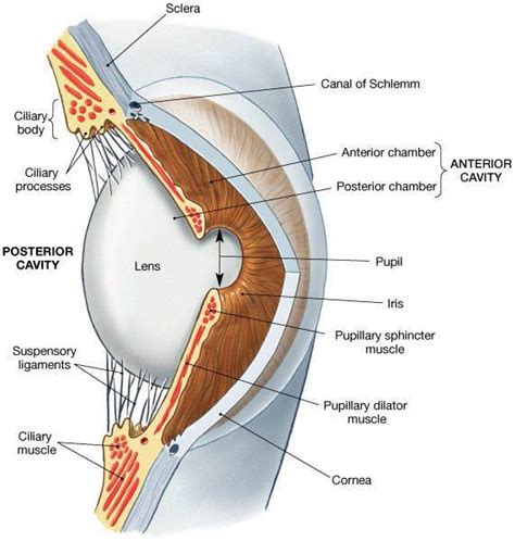 Anatomy of ciliary body - قسم العيون - كلية الطب جامعة بنغازي