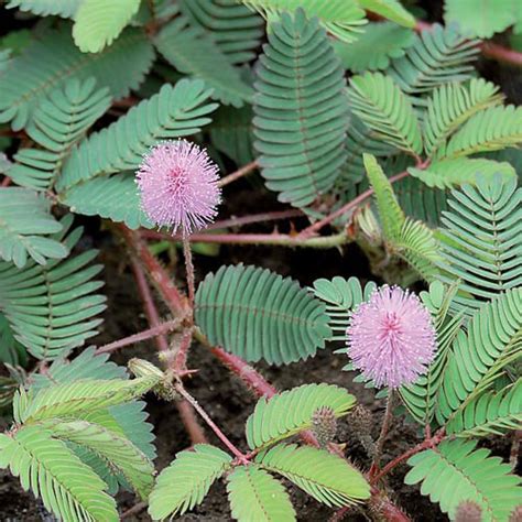 Sensitive Plant