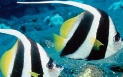 Heniochus Black White Butterflyfish - Butterflyfish - Heniochus ...