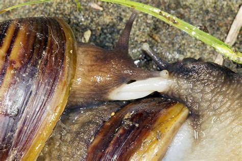 Giant African Land Snails Mating, Photograph by Science Photo Library