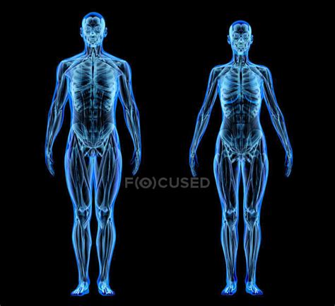 Male and female muscles and skeletal systems in x-ray effect on black background. — anatomical ...