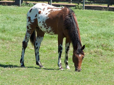 Idaho State Horse| Appaloosa