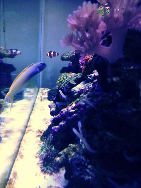 Forktail/Fanged Blenny - Meiacanthus atrodorsalis - Aquarium Advice - Aquarium Forum Community