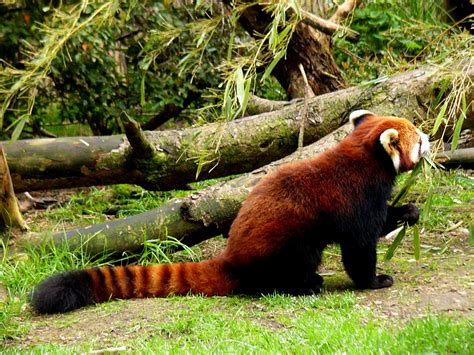 File:Red panda eating bamboo.jpg