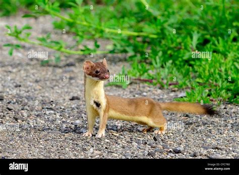 Hunting long-tailed weasel (Mustela frenata) with an old scar on its chest, southern Okanagan ...