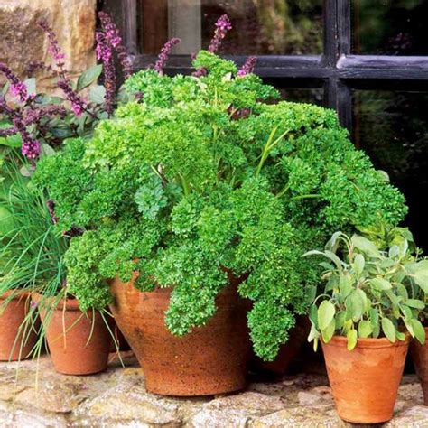 Growing Parsley In Pots | How To Grow Parsley In Containers And Its ...