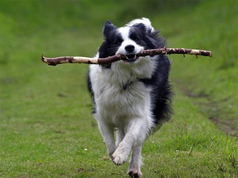 Border Collie - Dogs breeds | Pets