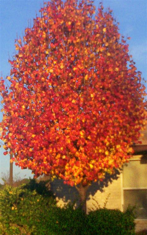 Bradford Pear | Flowering trees, Plants, Bradford pear