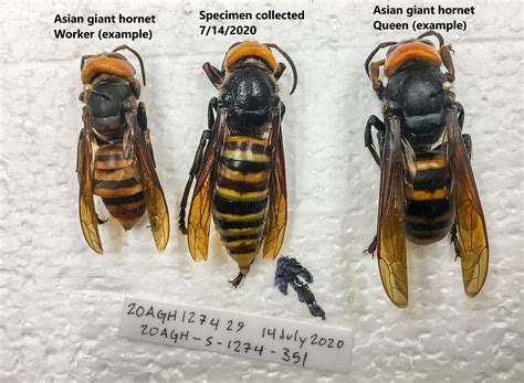 Washington caught its first Asian giant hornet. OK fine, yes, a 'murder ...