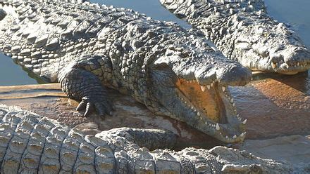Nile crocodile - Wikipedia