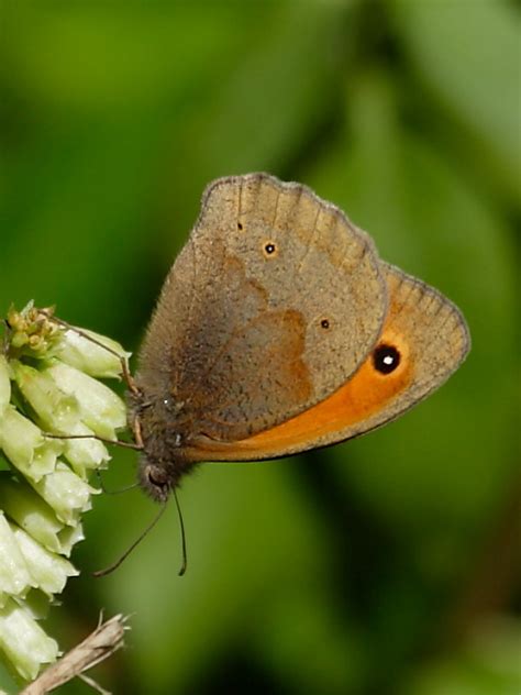 Cornwall butterflies - Meadow Brown | Wildlife Insight