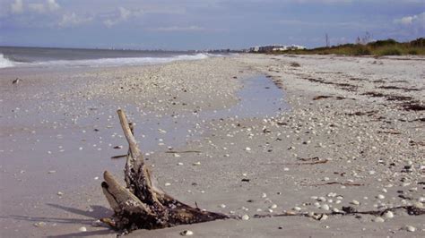 Barefoot Beach, one of best beach in America, is wild & wonderful