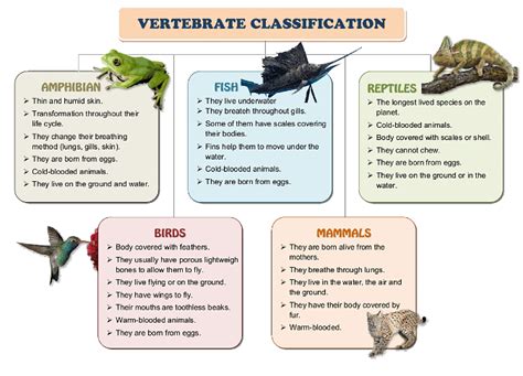 Vertebrates: Definition, Characteristics and Classification