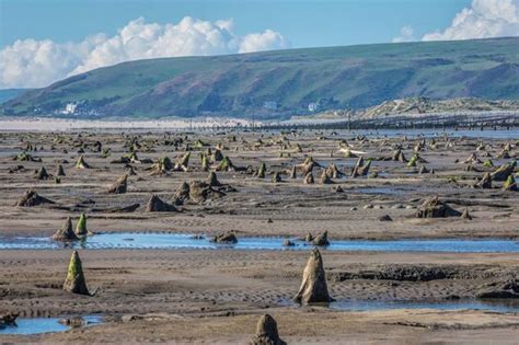 The stunning ancient forest on a Welsh beach that's more visible than it's been in thousands of ...