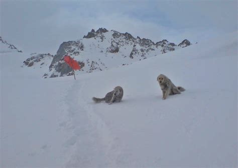 The Exploration of the Siachen or Rose Glacier