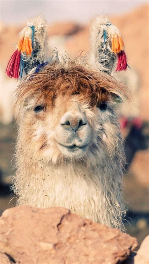 Llama iPhone Wallpapers - Top Free Llama iPhone Backgrounds - WallpaperAccess