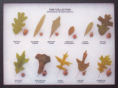 Oak Leaf and Acorn Display (Eastern Oaks)