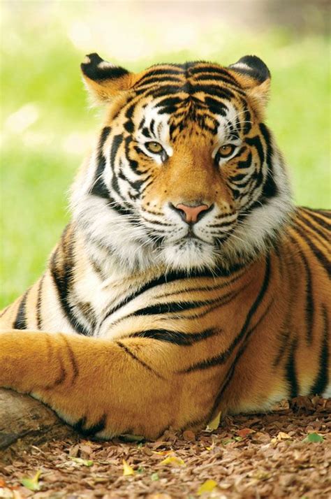 Tiger | Facts, Information, Pictures, & Habitat | Britannica