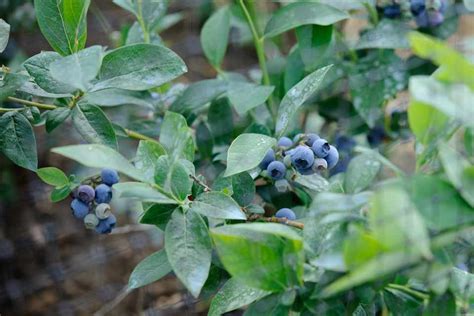 Vaccinium corymbosum - BBC Gardeners World Magazine