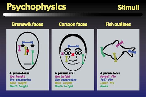 Psychophysics and Physiology of Figural Perception in Humans