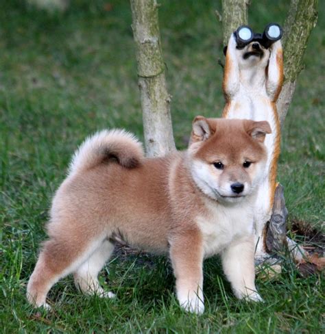 Shiba Inu Mini Züchter - Mini Litter Due: Shiba Inu puppy for sale near Orlando ... : We have ...