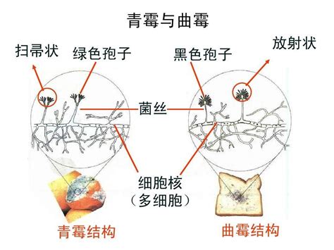 曲霉结构示意图-图库-五毛网