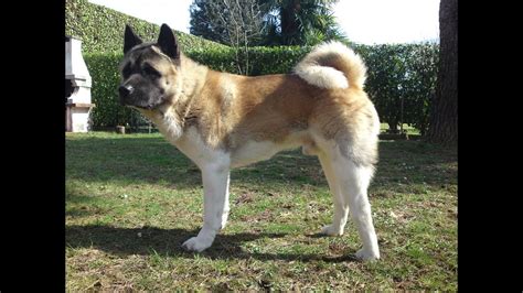 American Akita / Japanese akita vs american akita | what's the main difference between the two ...