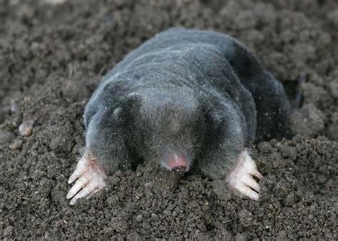 Mole | Animal Wildlife