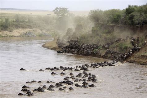 Masai Mara river crossing stock photo. Image of herd - 24934920