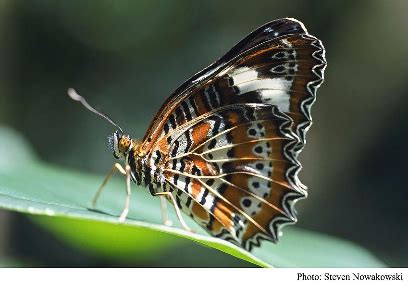 Butterfly Identification Chart Australia | Labb by AG